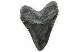 Serrated, Fossil Megalodon Tooth - South Carolina #288198-1